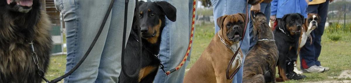 Owners and their dogs at Sit Means Sit Dog Training Sit Means Sit dog training - owners and their dogs