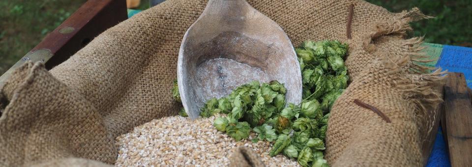 Historic brewing demonstration with fresh hops