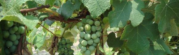 Fenwick Winery Grapevine