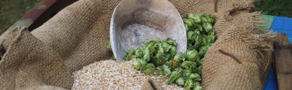 Historic brewing demonstration with fresh hops